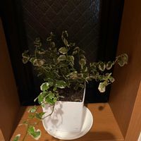 フィカス・プミラの画像