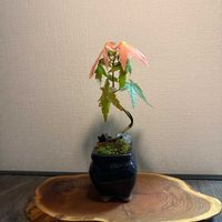 紅葉,盆栽の画像