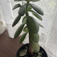 カネノナルキ,金のなる木,おおきくなあれ,植物からパワー❣️,我が家の植物紹介の画像