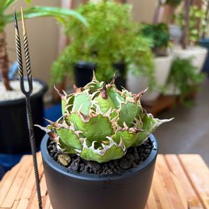 アガベ・チタノタ フィリグリー,アガベ　チタノタ　魔丸,多肉植物,塊根植物,ベランダガーデンの画像