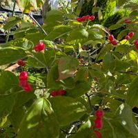 ピンクス,ブルーラバー,多肉植物,葉挿し,多肉寄せ植えの画像