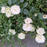 ベゴニア,ヤブラン,グリーンアイス,ベビーマスケラード,バラのある暮らしの画像