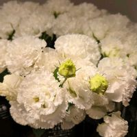 トルコキキョウ,トルコキキョウ,豪華なお花,白いお花,リンドウ科の画像