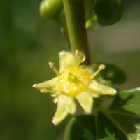 ナツメ,ナツメ,ナツメ,ナツメ,ナツメ（棗／なつめ）の画像