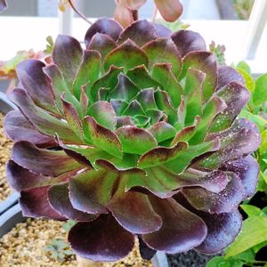 センポニウム　ボルテックス,多肉植物,多肉大好き,多肉中毒,多肉多肉多肉の画像