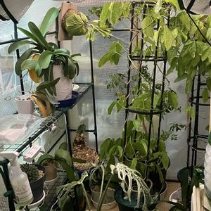 ヒスイカズラ,鉢植え,カット苗,ヒスイカズラ属,ヒスイカズラ鉢植えの画像
