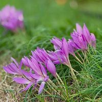 イヌサフラン,イヌサフラン,コルチカム,球根植物,登山の画像