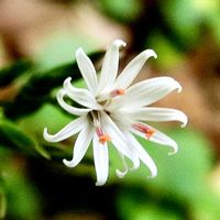 キッコウハグマ,小さな花,花言葉,山野草,秋の花の画像