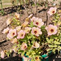 サフィニア,ガーデニング,ボタニカルライフ,お庭の植物,花のある暮らしの画像