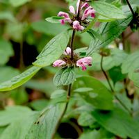 キセワタ,絶滅危惧種,多年草,シソ科,植栽の画像