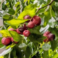 ガザニア,꒰ღ˘◡˘ற꒱かわゅ~,花のある暮らし,今日のお花,頑張れ❗️日本の画像