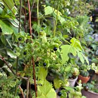 カーネーション,豆苗,ジュズサンゴ,ナンバンハコベ,小さな庭の画像