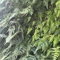 トキワシノブ,シダ植物,着生シダ,シノブ科,シノブ属の画像