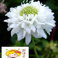 スカビオサ,白い花,プランター栽培,スカビオサの栽培,白い水曜日♡の画像