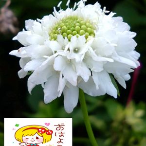 スカビオサ,白い花,プランター栽培,スカビオサの栽培,白い水曜日♡の画像