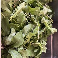 大根の間引菜,地植え,自家製野菜,旬のもの,綺麗な色の画像