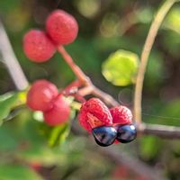サンショウ,タンキリマメ,植物の知恵の画像