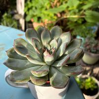 花うらら,多肉植物,ベランダガーデニング,小さな庭の画像