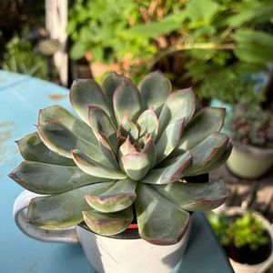 花うらら,多肉植物,ベランダガーデニング,小さな庭の画像