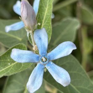 オキシペタラム ブルースター,ナチュラルガーデン,庭の宿根草,お庭の花たち,花と暮らすの画像