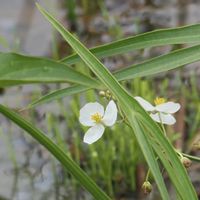 オモダカ,いね,コセンダングサ,ウラナミシジミ,稲（いね）の画像