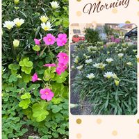 オキザリス,ガザニア,可愛い〜♡,今日の一枚,ありがとう♡の画像