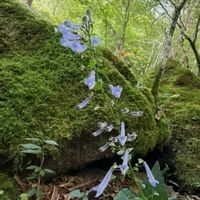 アキチョウジ,山野草,自生,秋の花,花のある暮らしの画像