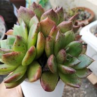植え替え,雨ざらしの画像
