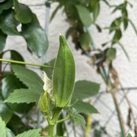 オクラ,ナス,パセリ,オクラの花,丸ナスの画像