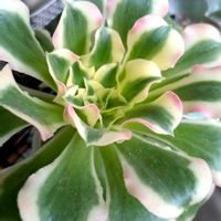 ホワイトフェニックス,多肉植物,アエオニウムの画像