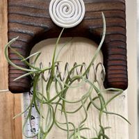 ウスネオイデス,Tillandsia Usneoides ,魅惑のチランジア,われら17年組の画像