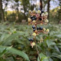 ヒイラギ,ヤブミョウガ,ヤブミョウガの実,秋の風景,スマホ撮影の画像