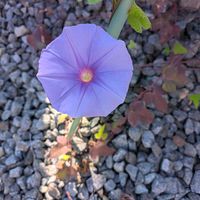 アサガオ,コキア,コリウス,ニゲラ,ヒメツルソバの画像
