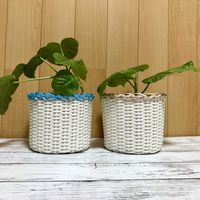 ウンベラータ,フィカス　ウンベラータ,観葉植物,鉢植え,挿し木の画像