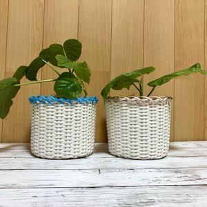 ウンベラータ,フィカス　ウンベラータ,観葉植物,鉢植え,挿し木の画像