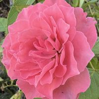 バラ,可愛い,癒し,花のある暮らし,緑のある暮らしの画像