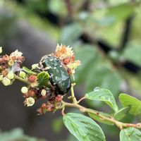 クマヤナギ,花壇,ガーデニング,山野草,樹木の画像