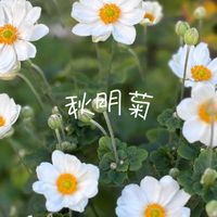 リンドウ,秋明菊,白い花,紫の花,青い花の画像