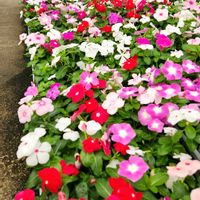 花のある暮らし♡,小さな庭の画像