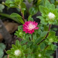 エゾギク,マイクロアスター,鉢植え,お花のある暮らし,小さな庭の画像
