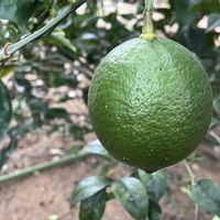 レモン,地植え,綺麗,旬のもの,季節の果物の画像
