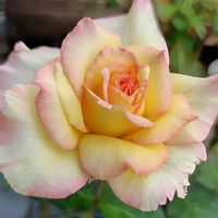 鉢植え,小さな花,紫の花,癒し…♡,優しい色合いの画像