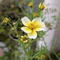 ウインターコスモス,ウインターコスモス,寄せ植え,黄色い花,꒰ღ˘◡˘ற꒱かわゅ~の画像