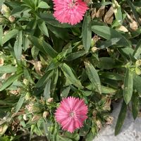 ナデシコの画像