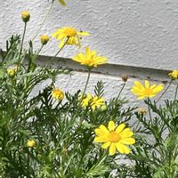 マーガレットの画像