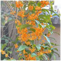 キンモクセイ,秋の花,甘い香り,番外編,autumnの画像