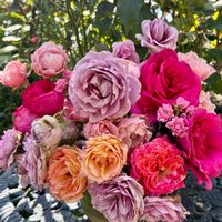 花のある暮らし,薔薇のある暮らし♡,今日のお庭,ばら バラ 薔薇,薔薇が好き❤の画像