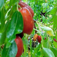 ナツメ,ホタルブクロ,ナツメ（棗／なつめ）,棗（なつめ）,ホタルブクロの花後の画像