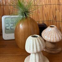 チランジアアンドレアナ,一輪挿しの画像