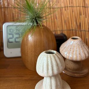 チランジアアンドレアナ,一輪挿しの画像